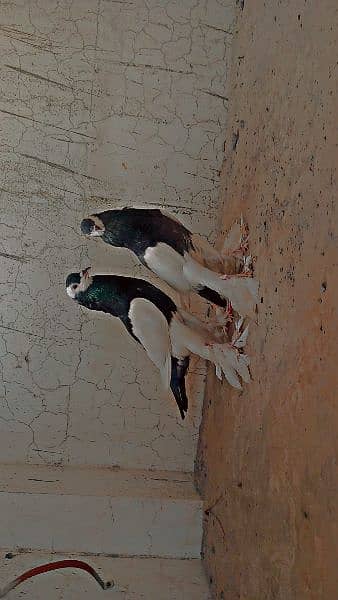 Magpie pouter breeder pair 2