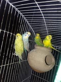 bajri parrot for sale 5 Piace