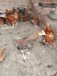 Golden Misri Chicks For Sale