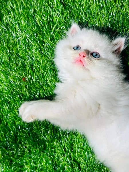 Persian kittens | triple Coated | Punch Face kittens For Sale 1