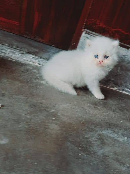 Persian kittens | triple Coated | Punch Face kittens For Sale 2