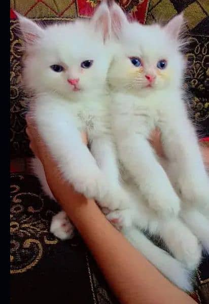 Persian kittens | triple Coated | Punch Face kittens For Sale 3