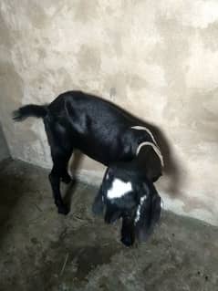 khobsorat path dogli 6 month age urgent sale 03187598736