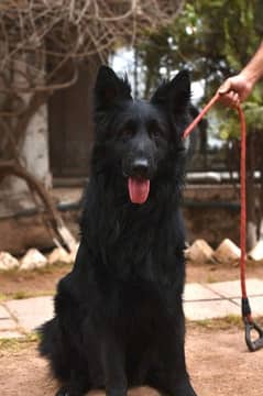 Black German Shepherd Not for Sale