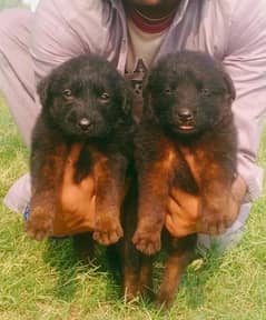 Germen shepherd puppies for sale