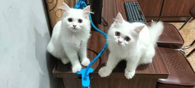 Pair of White Persian Kittens Available for sale