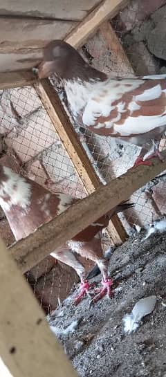 pishori pair available