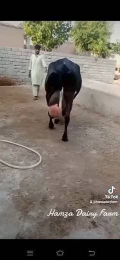 pure black jercy cow