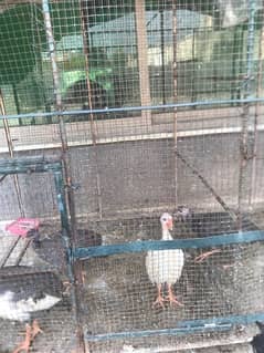 Guinea Fowl Chicks