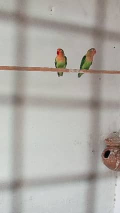 Love bird pair sell 0