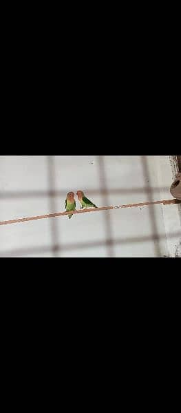 Love bird pair sell 1