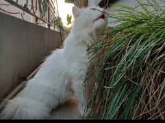 persian cat blue eyes, vaccinated