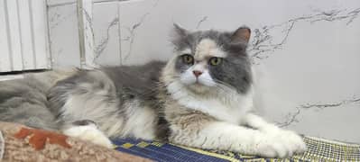 Persian Pair Cat