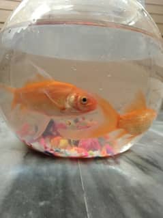 2gold fish . 5to 7cm with Fish bowl. selling