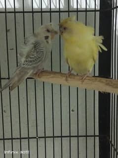 Hoboromo Red Eyes Breeder pair available