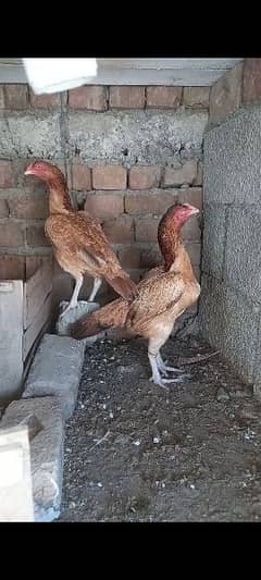 band jorh high quality mianwaly hen for sale ( 1.3500)