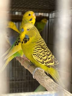 Australian Parrots Breeder Pair & Single Piece Available