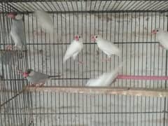 white java silver java ready to breed pair 3000