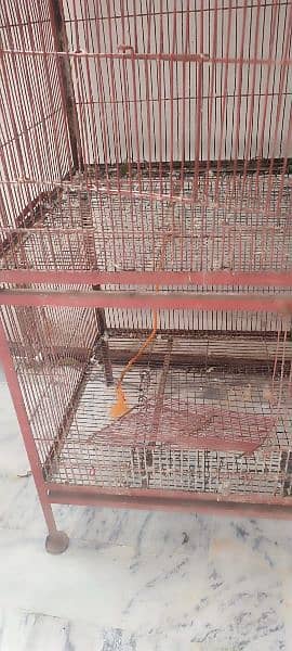 5 portion cage ,moti wire ka ha , Alexander parrots,Grey parrots 5