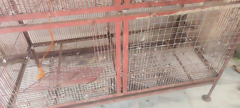 5 portion cage ,moti wire ka ha , Alexander parrots,Grey parrots 7