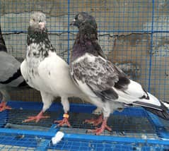 Highflyer Pigeons