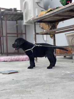 age 2 months dog for sale