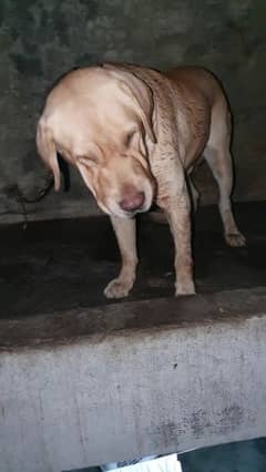 British labrador male for stud