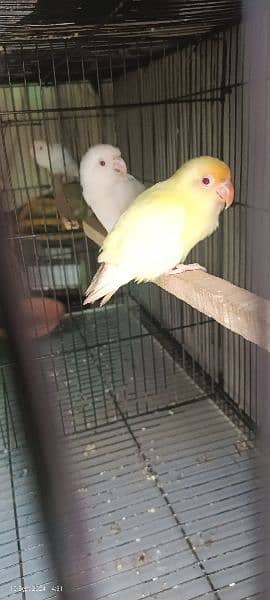 home breed pair 0