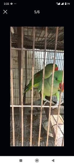 kashmiri parrot pair for sale