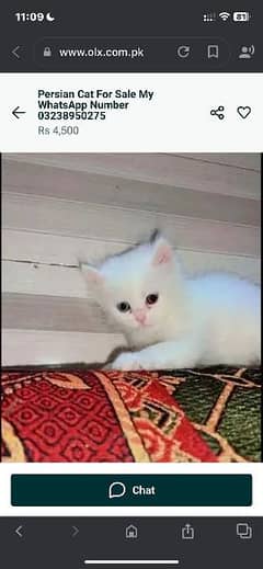 Persian Cat for sale my WhatsApp number 03238950275