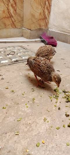 irani titar chicks for sell pair 12000 jura 0