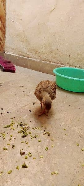 irani titar chicks for sell pair 12000 jura 1