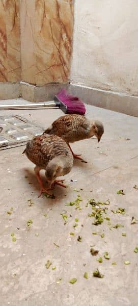 irani titar chicks for sell pair 12000 jura 4