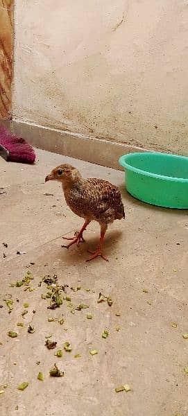 irani titar chicks for sell pair 12000 jura 8