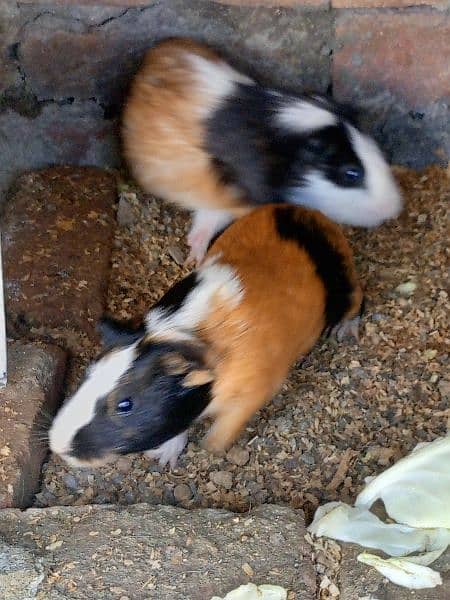 guinea pig | gini pig | guineapig | ginipig 0