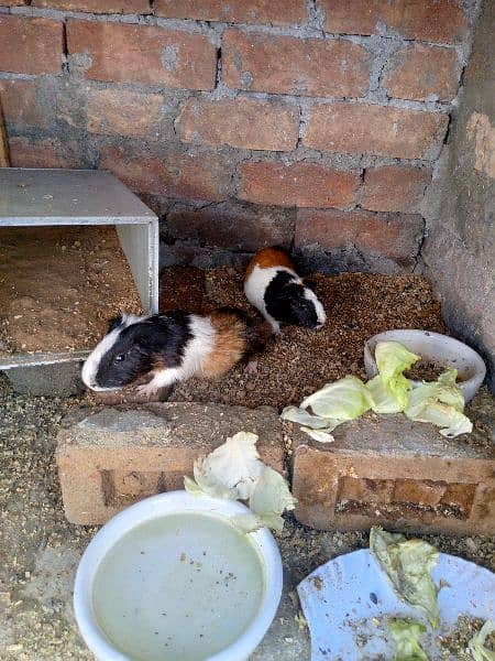 guinea pig | gini pig | guineapig | ginipig 1