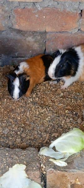 guinea pig | gini pig | guineapig | ginipig 2