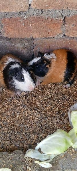 guinea pig | gini pig | guineapig | ginipig 3