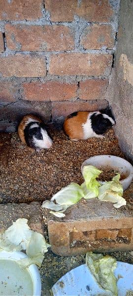 guinea pig | gini pig | guineapig | ginipig 4