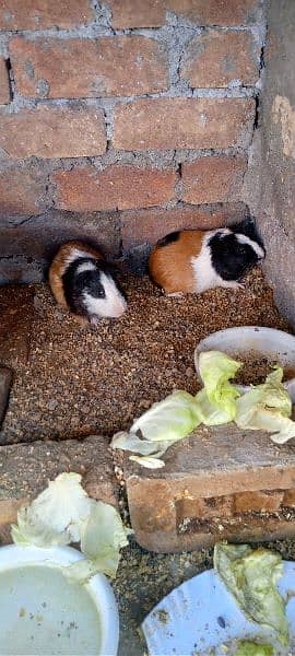 guinea pig | gini pig | guineapig | ginipig 5