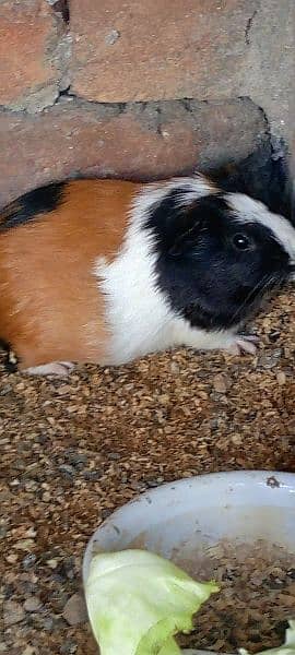 guinea pig | gini pig | guineapig | ginipig 6