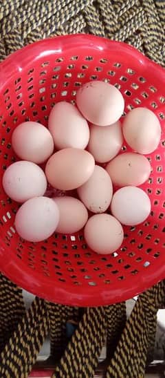 eggs for sale 0