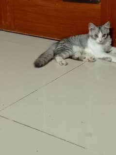 Persian 3 cot cat piar male and female baby 0