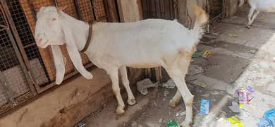 Gulabi Goat