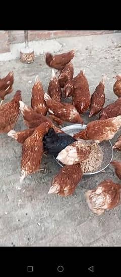 lohman brown hens females for sale. . . .