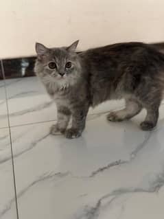 5 Months Persian kitten Available for sale