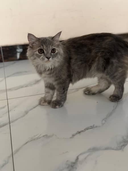 5 Months Persian kitten Available for sale 0