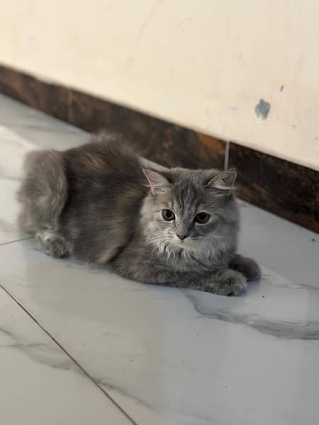 5 Months Persian kitten Available for sale 1