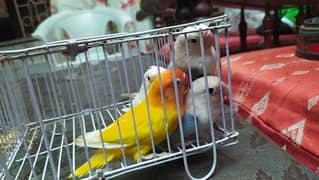 Lovebirds Breeder Pair - Rabi Ul Awwal Offer 5 lovebirds in 8k 0