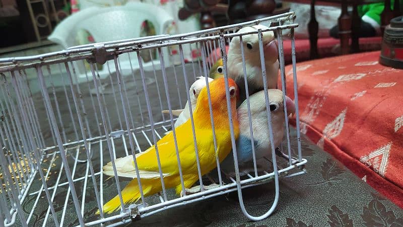 Lovebirds Breeder Pair - Rabi Ul Awwal Offer 5 lovebirds in 8k 1